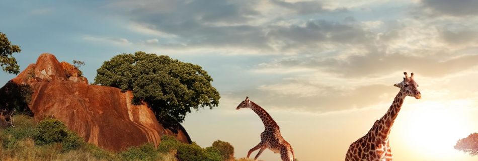 "Conquer Kilimanjaro Trekking Challenges: Marangu Route Guide"