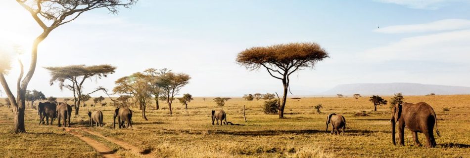 "Experience Romance on Zanzibar Beach: Top Activities and Nightlife"