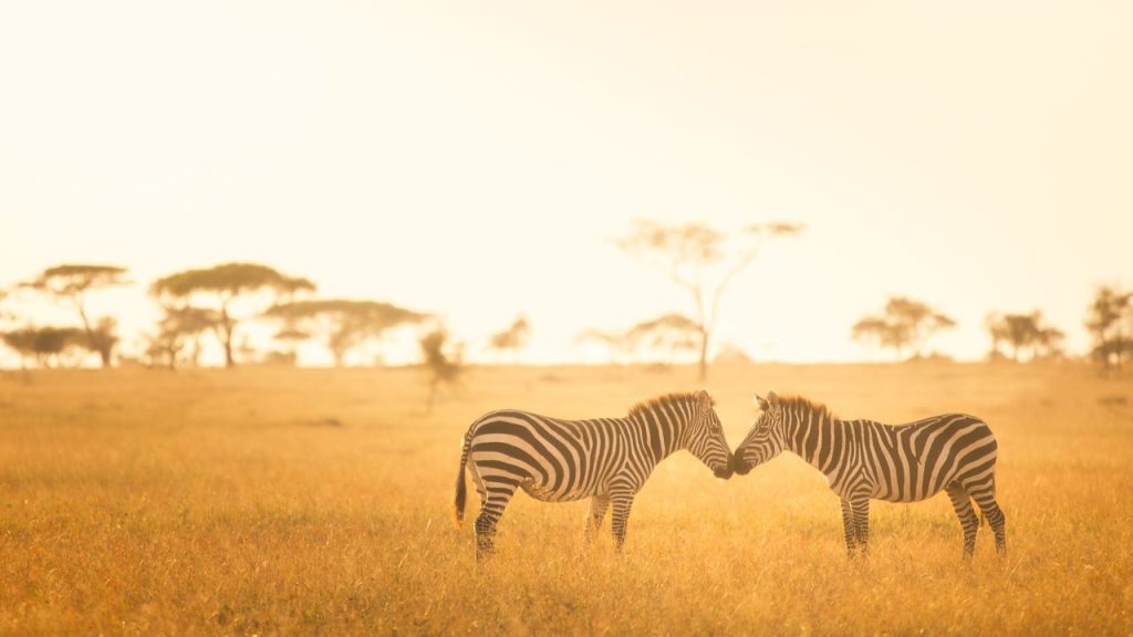 "Exploring Historical Sites in Africa: Architecture, Exploration, and Ancient Civilizations"