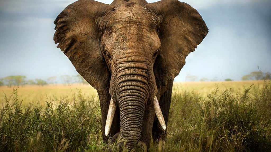 "Cultural Experiences in Africa: Tours, Cuisine, and Guides"