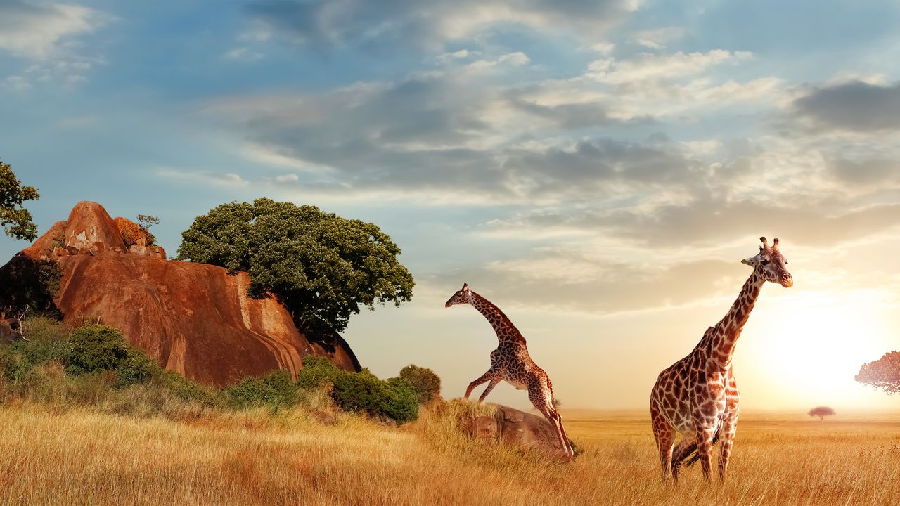 Discover Serengeti National Park: A Wildlife Paradise