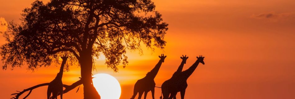 "Discover Serengeti National Park: Wildlife Guides, Photography, and Safari Experiences"