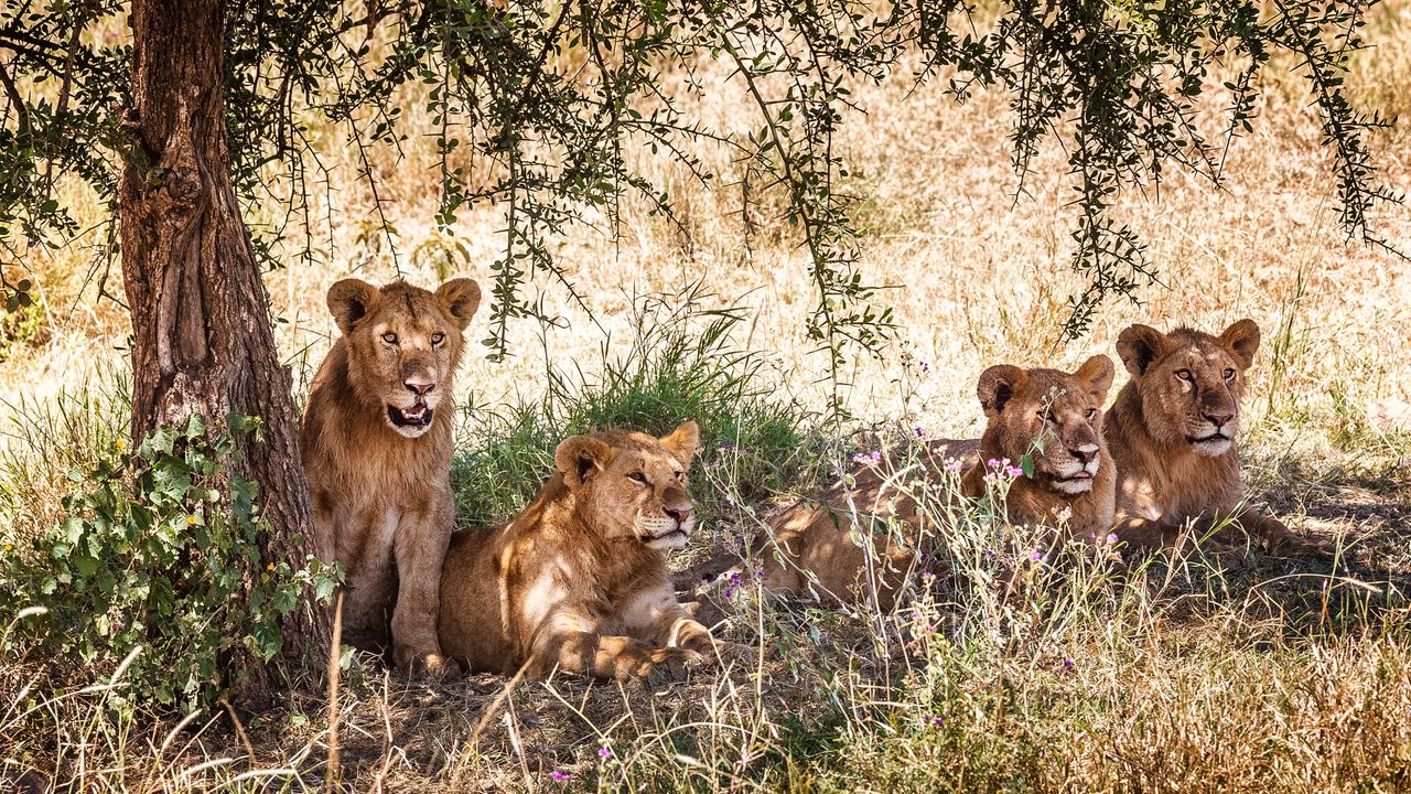 "Tanzania Safari: Explore the Wildlife and Great Migration"