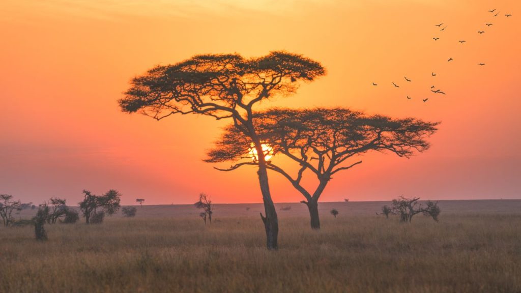 "Exploring Mobile Tented Camps, Private Reserves, and Safari Seasons in Africa"