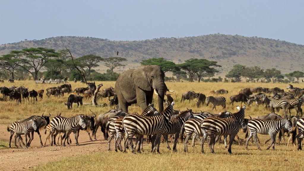 "Serengeti National Park: Weather, Habitats & Great Migration Guide"