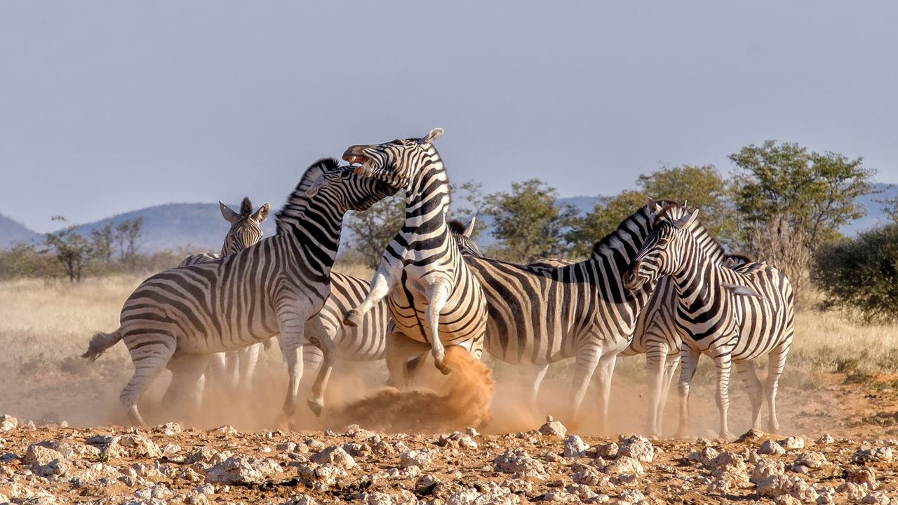 "Tanzania Safari: Cultural Experiences & Tanzanian Wildlife Encounters"