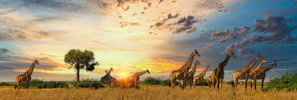 Beach Holidays in Africa: Best Beachfront Hotels & Secluded Beaches