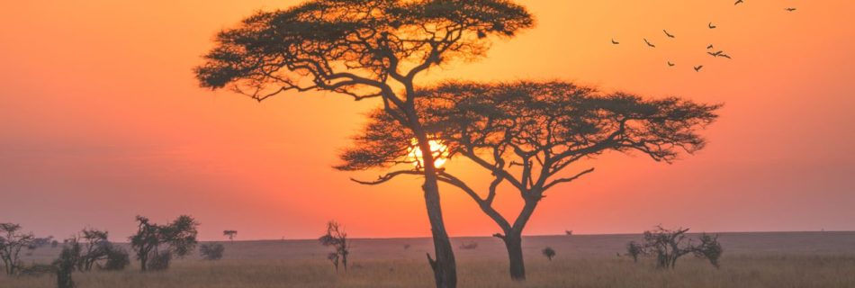 Beach Holidays in Africa: Conservation, Islands & Paradises