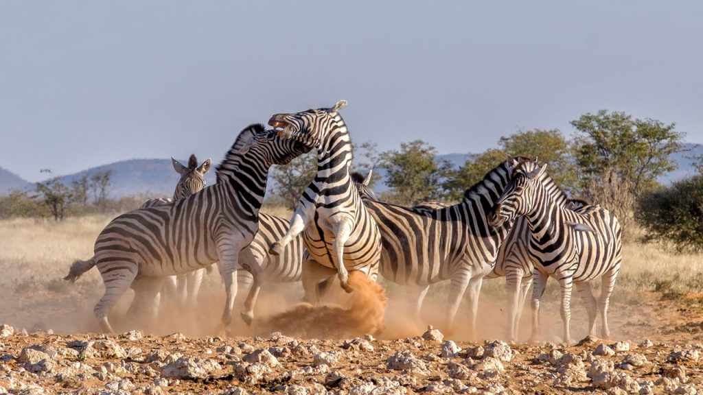 Serengeti National Park: Lodges, Wildlife, Great Migration