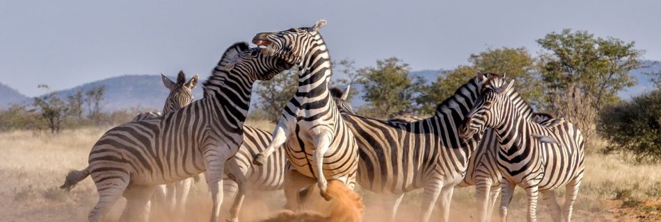 Serengeti National Park: Lodges, Wildlife, Great Migration
