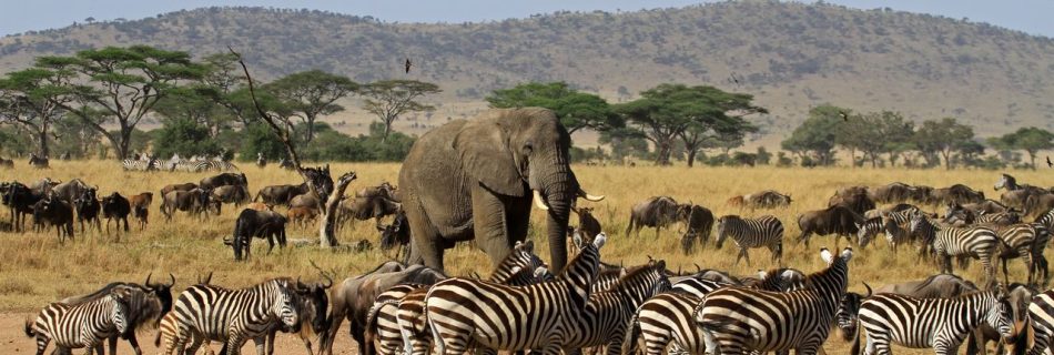 Zanzibar Beach Holiday: Discover Resorts & Tours