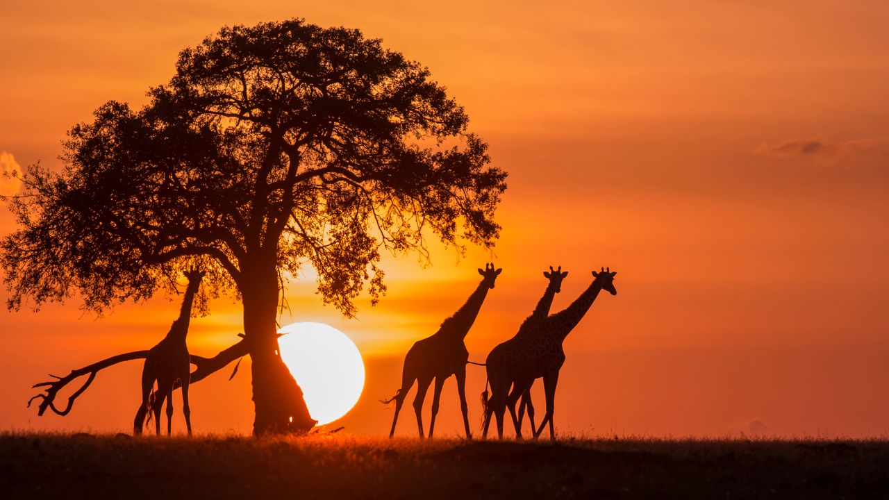 Conquering Kilimanjaro: A Trek to Remember