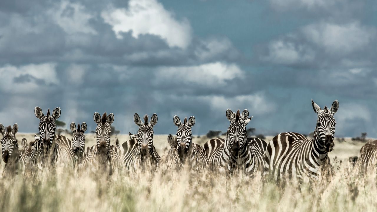 Serengeti National Park: Fees, Tips, Wildlife