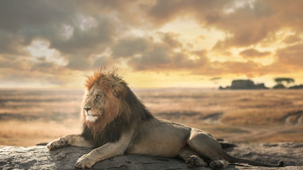 Tanzania Safari: Explore Wildlife and Photography
