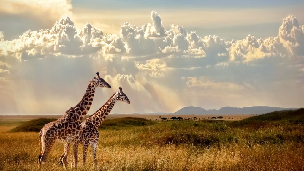 Tanzania Safari: Witness the Great Migration