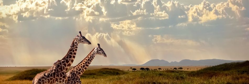 Tanzania Safari: Witness the Great Migration