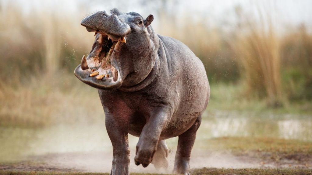 Adventure Travel in Africa: Tips for Unforgettable Experiences