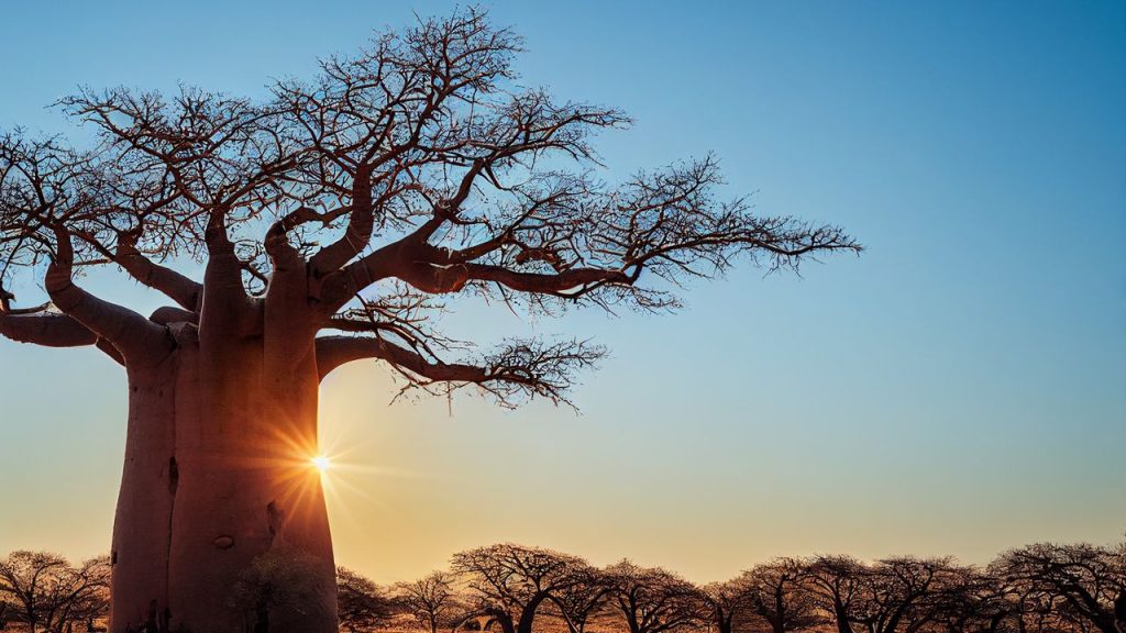 African Safari: Planning and Night Game Drives
