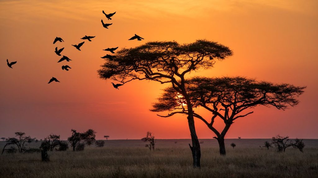 Unforgettable African Safari Adventure