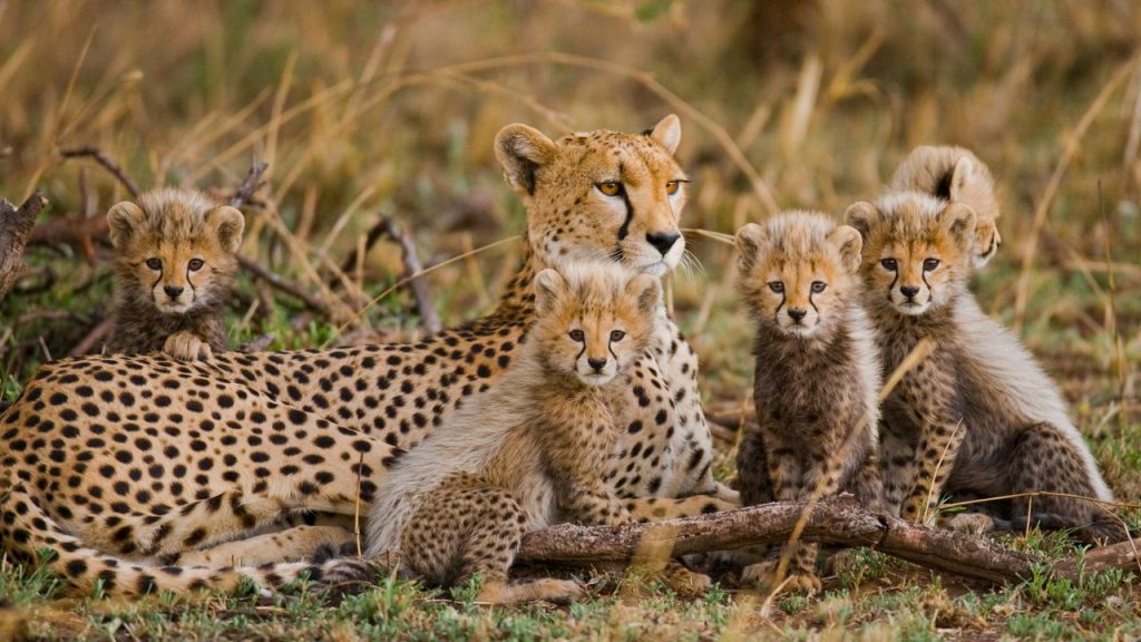 Adventure Travel in Africa: Explore the Wild Continent