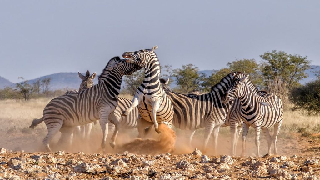 Discover the Serengeti: Wildlife Wonder