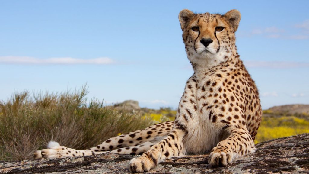 Serengeti National Park: A Timeless Journey