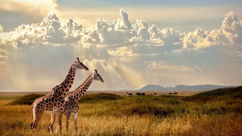 Serengeti Safari: A Wildlife Guide