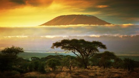 African Safari Adventure