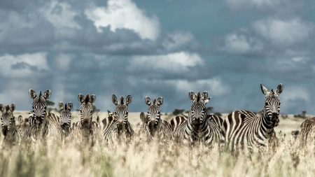 Explore the Serengeti National Park