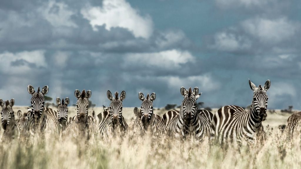 Serengeti National Park Exploration